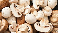 Pilzland (mushroom farm)